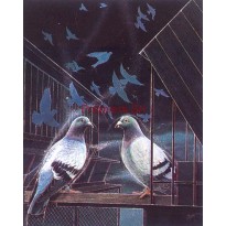 cod. P.AN02 - Cornice con Poster Canarini 24x18