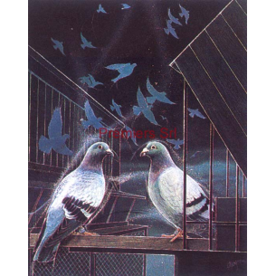 cod. P.AN02 - Cornice con Poster Canarini 24x18