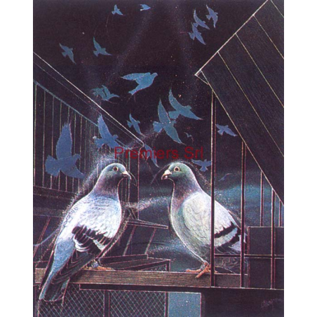 cod. P.AN02 - Cornice con Poster Canarini 24x18